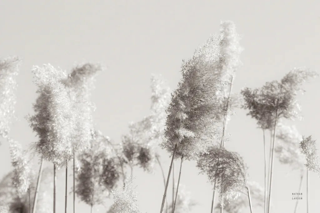 In the Wind II by Nathan Larson. SKU 79427i. Archival Giclee Fine art print for wall decor.