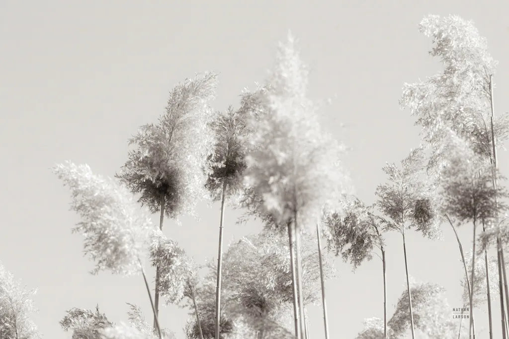 In the Wind III by Nathan Larson. SKU 79428i. Archival Giclee Fine art print for wall decor.