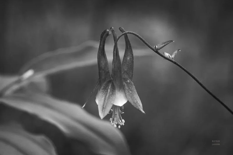 Indiana Dunes Flora I by Nathan Larson. SKU 85805i. Archival Giclee Fine art print for wall decor.