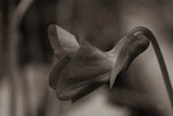 Indiana Dunes Flora II by Nathan Larson. SKU 85806i. Archival Giclee Fine art print for wall decor.