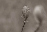 Indiana Dunes Flora III by Nathan Larson. SKU 85807i. Archival Giclee Fine art print for wall decor.