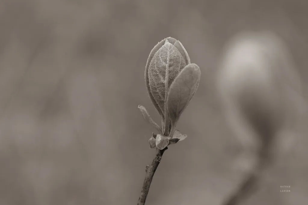 Indiana Dunes Flora III by Nathan Larson. SKU 85807i. Archival Giclee Fine art print for wall decor.