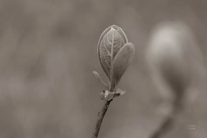 Indiana Dunes Flora III by Nathan Larson. SKU 85807i. Archival Giclee Fine art print for wall decor.
