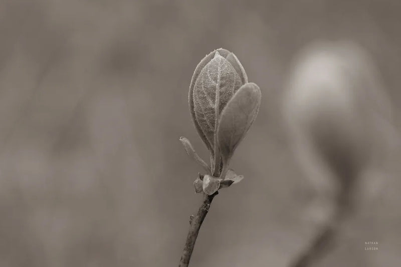 Indiana Dunes Flora III by Nathan Larson. SKU 85807i. Archival Giclee Fine art print for wall decor.