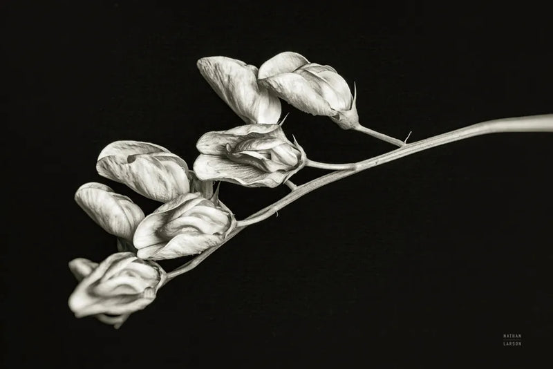 Invasive Beauty Redux BW I by Nathan Larson. SKU 103186i. Archival Giclee Fine art print for wall decor.