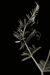 Invasive Beauty Redux BW II by Nathan Larson. SKU 103187h. Archival Giclee Fine art print for wall decor.