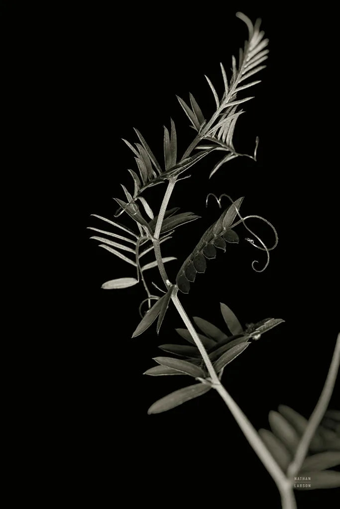 Invasive Beauty Redux BW II by Nathan Larson. SKU 103187h. Archival Giclee Fine art print for wall decor.