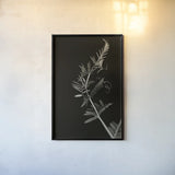 Invasive Beauty Redux BW II by Nathan Larson. shown as a paper print in a black flame. Available as a archival giclee rolled canvas, fine art paper, or poster print. SKU 103187h.