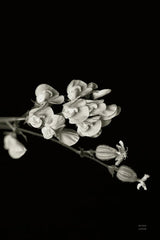 Invasive Beauty Redux BW III by Nathan Larson. SKU 103188h. Archival Giclee Fine art print for wall decor.