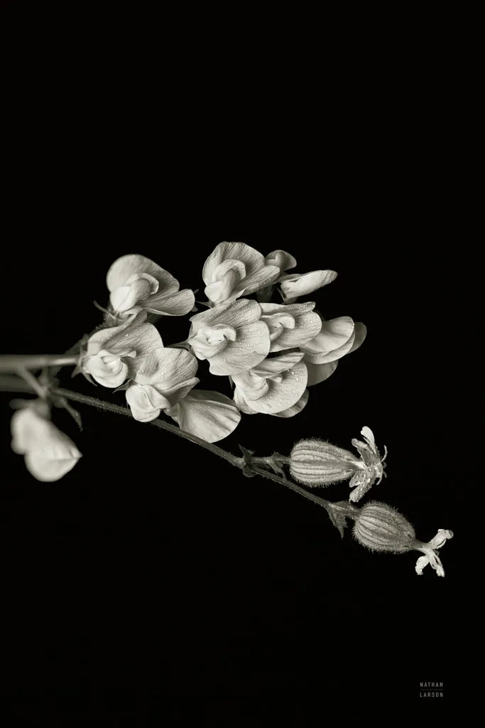 Invasive Beauty Redux BW III by Nathan Larson. SKU 103188h. Archival Giclee Fine art print for wall decor.