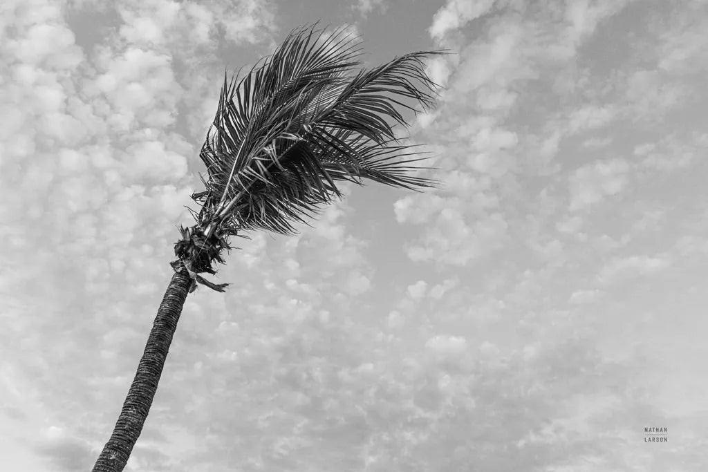 Key West Black and White by Nathan Larson. SKU 97889i. Archival Giclee Fine art print for wall decor.