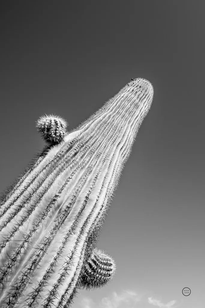 King I v2 by Nathan Larson. SKU 80646h. Archival Giclee Fine art print for wall decor.