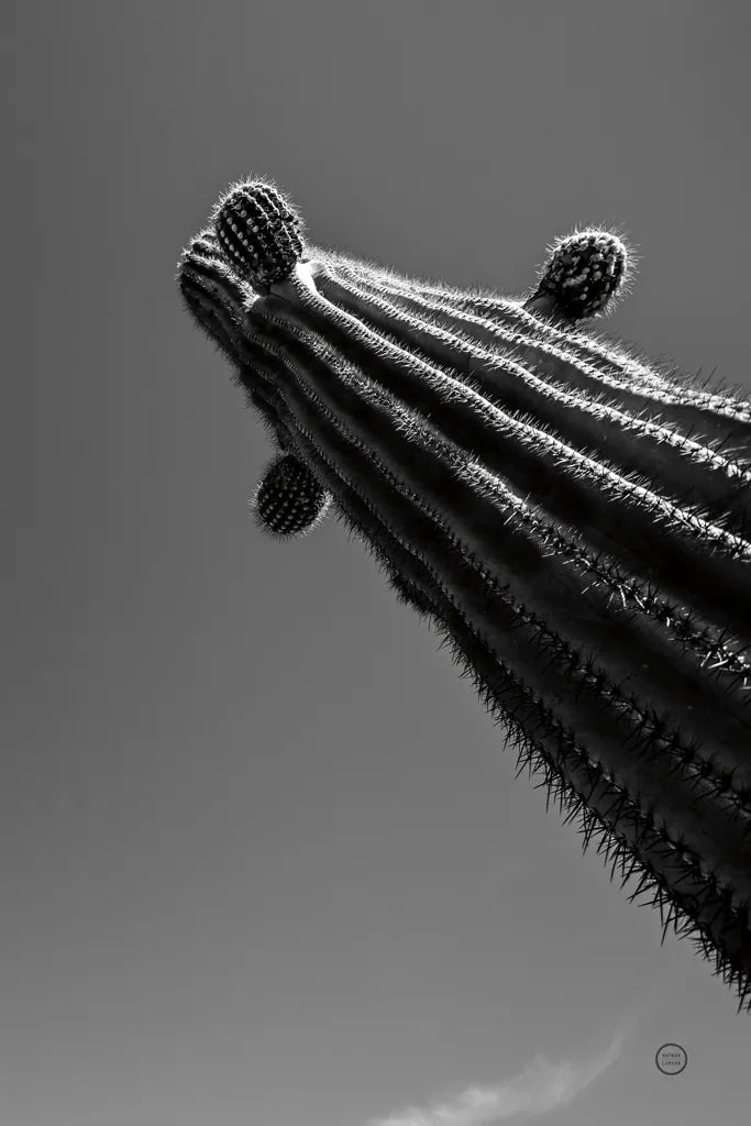 King II v2 by Nathan Larson. SKU 80647h. Archival Giclee Fine art print for wall decor.