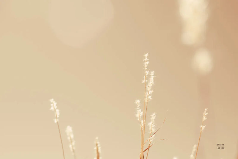 Lakeside Grasses I by Nathan Larson. SKU 76208i. Archival Giclee Fine art print for wall decor.