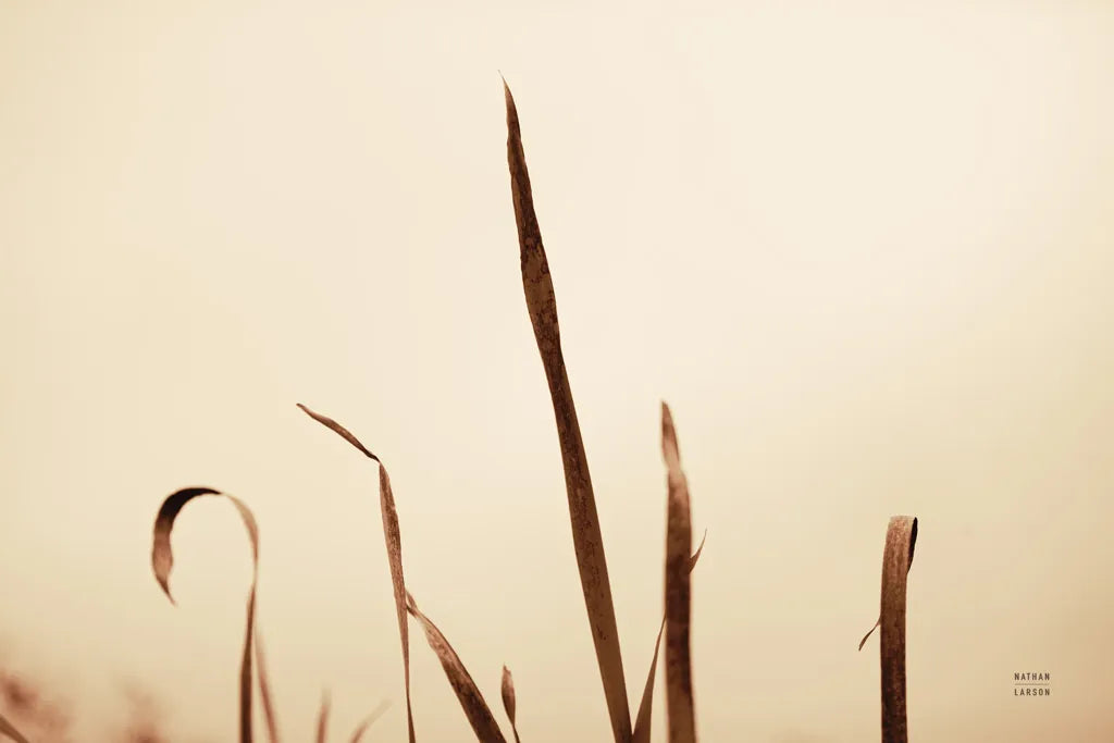 Lakeside Grasses II by Nathan Larson. SKU 76209i. Archival Giclee Fine art print for wall decor.