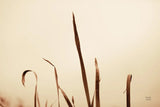 Lakeside Grasses II by Nathan Larson. SKU 76209i. Archival Giclee Fine art print for wall decor.