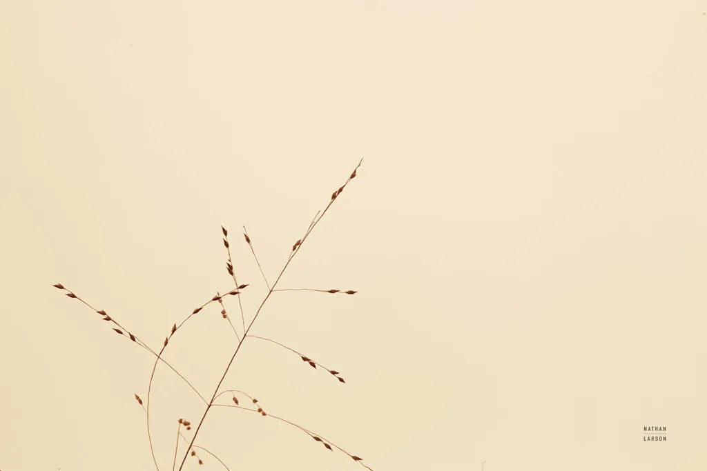 Lakeside Grasses III by Nathan Larson. SKU 76210i. Archival Giclee Fine art print for wall decor.