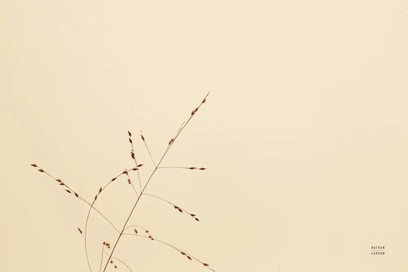 Lakeside Grasses III by Nathan Larson. SKU 76210i. Archival Giclee Fine art print for wall decor.