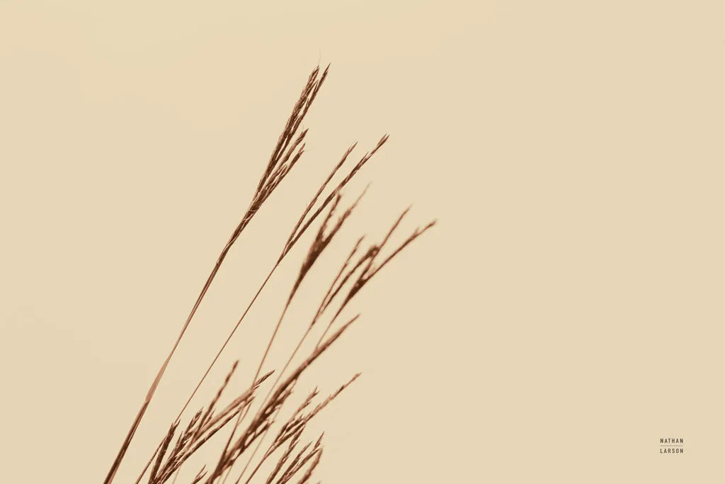 Lakeside Grasses IV by Nathan Larson. SKU 76211i. Archival Giclee Fine art print for wall decor.