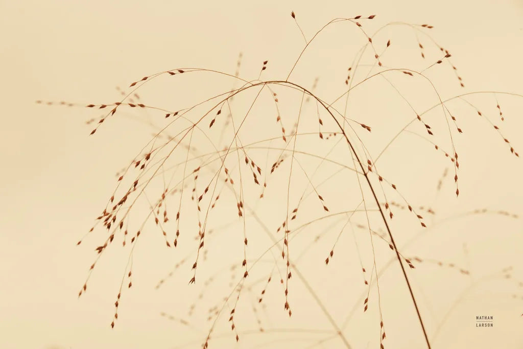 Lakeside Grasses V by Nathan Larson. SKU 76212i. Archival Giclee Fine art print for wall decor.