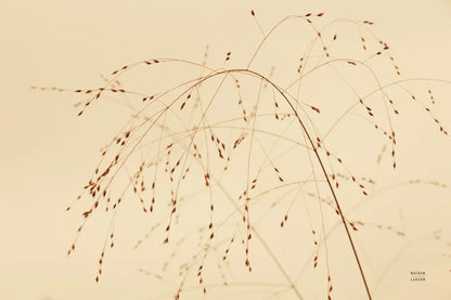 Lakeside Grasses V by Nathan Larson. SKU 76212i. Archival Giclee Fine art print for wall decor.