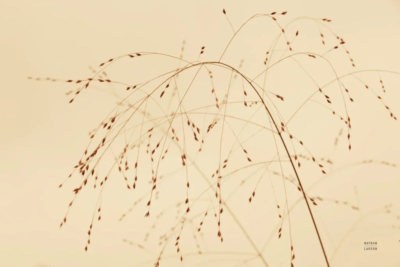 Lakeside Grasses V by Nathan Larson. SKU 76212i. Archival Giclee Fine art print for wall decor.