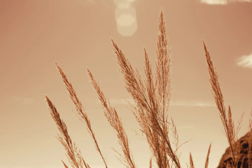 Lakeside Grasses VI by Nathan Larson. SKU 76213i. Archival Giclee Fine art print for wall decor.