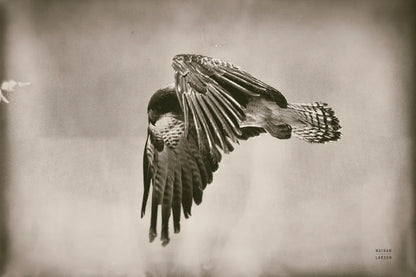 Landing Home by Nathan Larson. SKU 87104i. Archival Giclee Fine art print for wall decor.