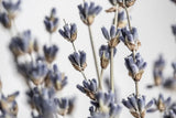 Lavender Bouquet by Nathan Larson. SKU 77007i. Archival Giclee Fine art print for wall decor.