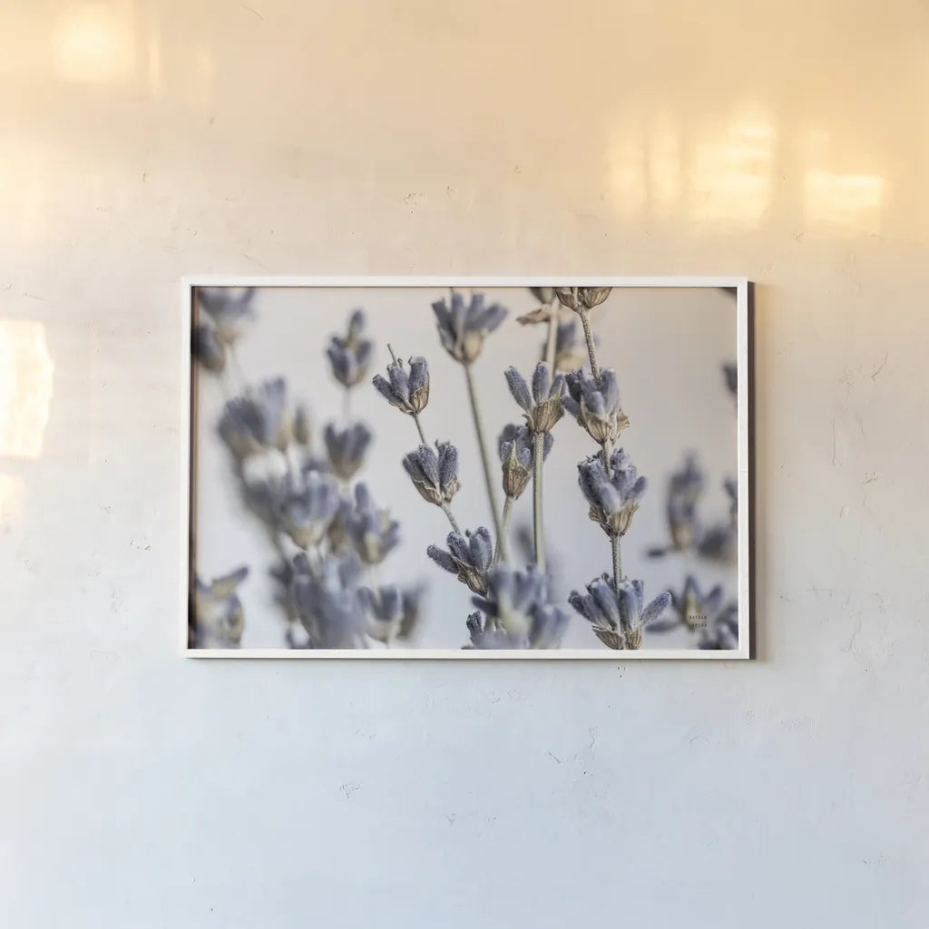 Lavender Bouquet by Nathan Larson. shown as a paper print in a white frame. Available as a archival giclee rolled canvas, fine art paper, or poster print. SKU 77007i.