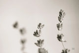 Lavender Study by Nathan Larson. SKU 76847i. Archival Giclee Fine art print for wall decor.