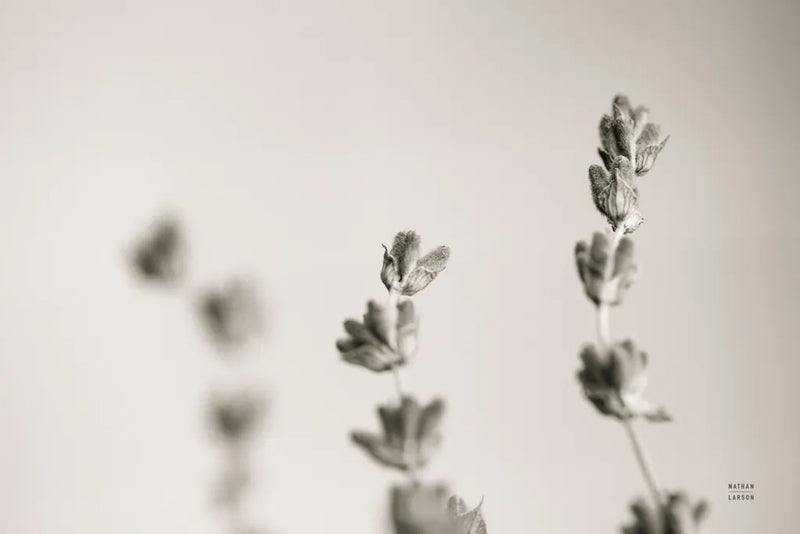 Lavender Study by Nathan Larson. SKU 76847i. Archival Giclee Fine art print for wall decor.