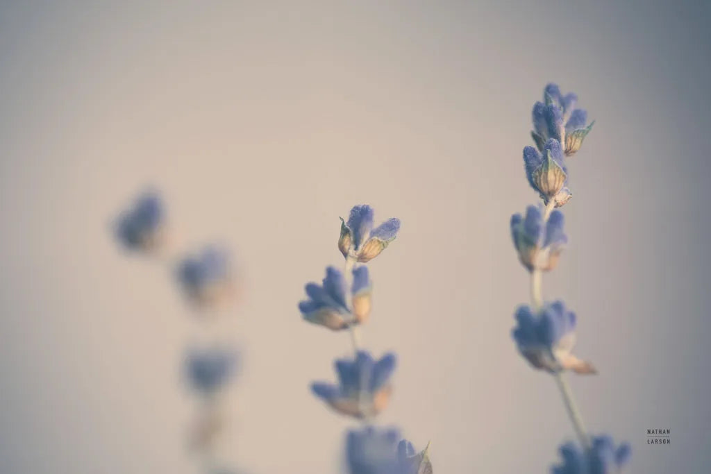 Lavender Study Color by Nathan Larson. SKU 77005i. Archival Giclee Fine art print for wall decor.