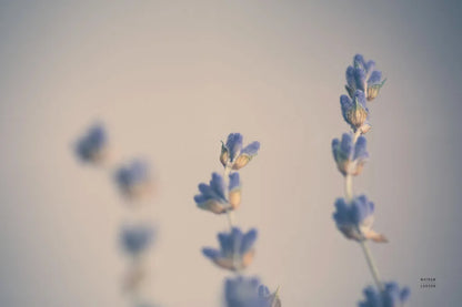 Lavender Study Color by Nathan Larson. SKU 77005i. Archival Giclee Fine art print for wall decor.