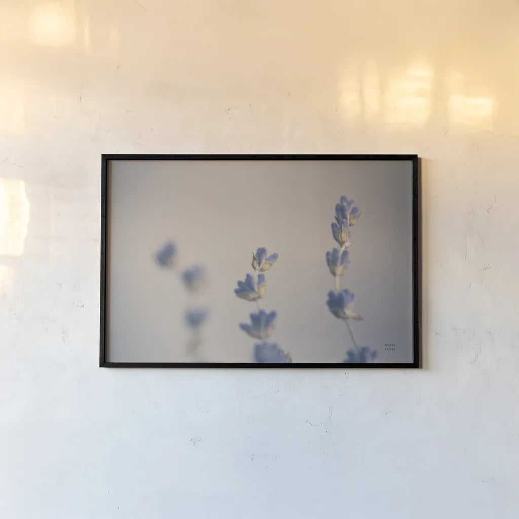 Lavender Study Color by Nathan Larson. shown as a paper print in a black flame. Available as a archival giclee rolled canvas, fine art paper, or poster print. SKU 77005i.