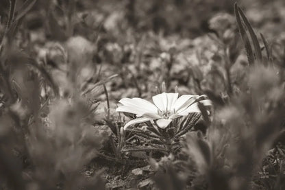 Laying Down on the Desert Floor by Nathan Larson. SKU 93988i. Archival Giclee Fine art print for wall decor.