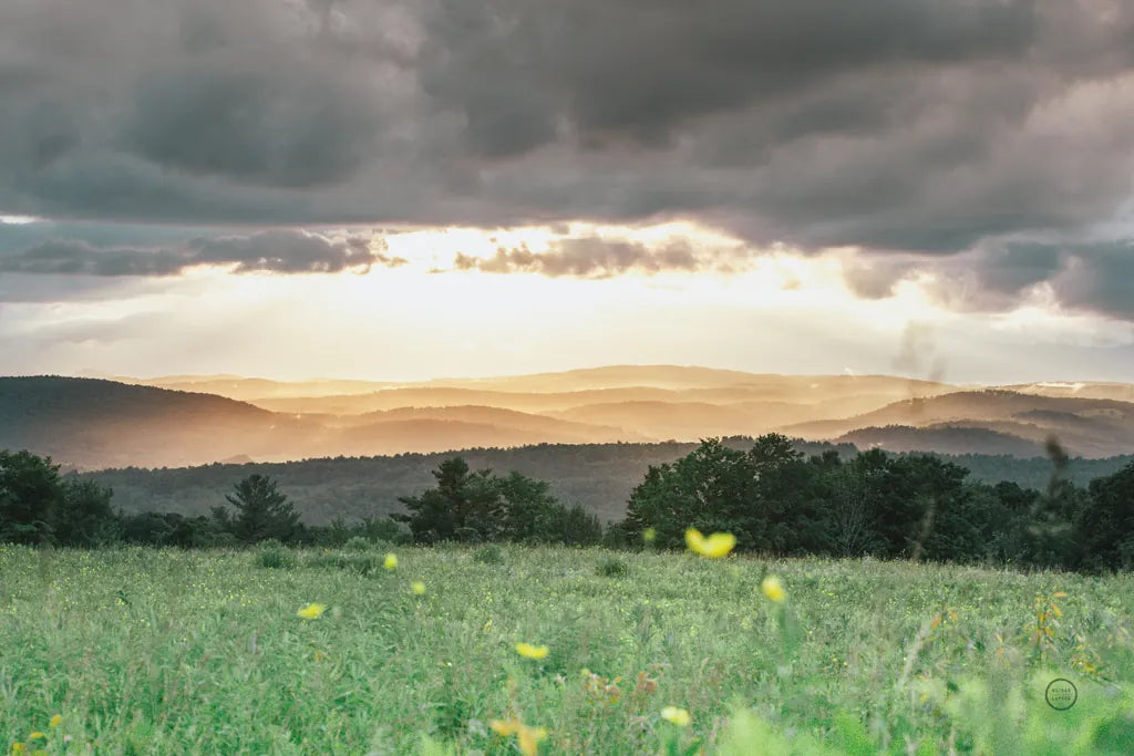 Laying in the Flowers by Nathan Larson. SKU 71622i. Archival Giclee Fine art print for wall decor.