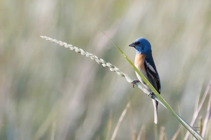 Lazuli Bunting by Nathan Larson. SKU 92573i. Archival Giclee Fine art print for wall decor.