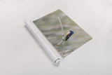 Lazuli Bunting by Nathan Larson. shown as a rolled paper print. Available as archival giclee rolled canvas, fine art paper, or poster print. SKU 92573i.