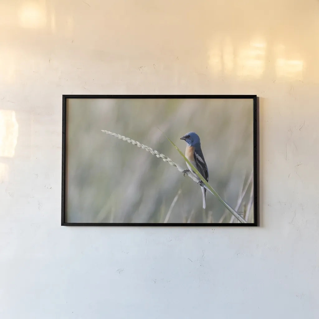 Lazuli Bunting by Nathan Larson. shown as a paper print in a black flame. Available as a archival giclee rolled canvas, fine art paper, or poster print. SKU 92573i.