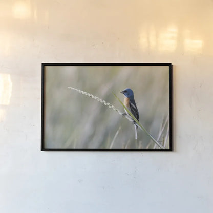 Lazuli Bunting by Nathan Larson. shown as a paper print in a black flame. Available as a archival giclee rolled canvas, fine art paper, or poster print. SKU 92573i.