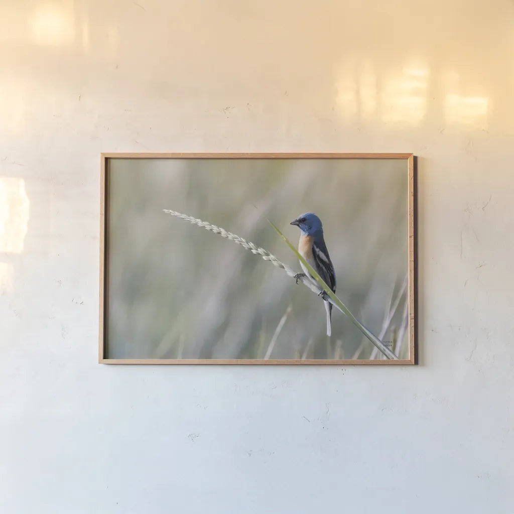 Lazuli Bunting by Nathan Larson. shown as a paper print in a natural frame. Available as a archival giclee rolled canvas, fine art paper, or poster print. SKU 92573i.