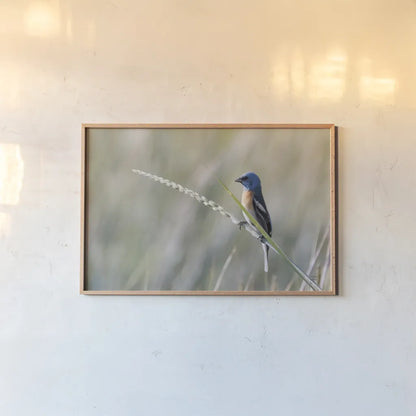 Lazuli Bunting by Nathan Larson. shown as a paper print in a natural frame. Available as a archival giclee rolled canvas, fine art paper, or poster print. SKU 92573i.