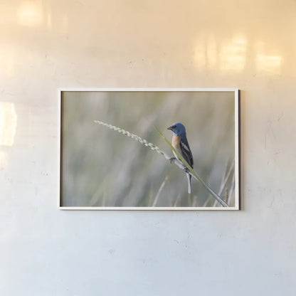 Lazuli Bunting by Nathan Larson. shown as a paper print in a white frame. Available as a archival giclee rolled canvas, fine art paper, or poster print. SKU 92573i.