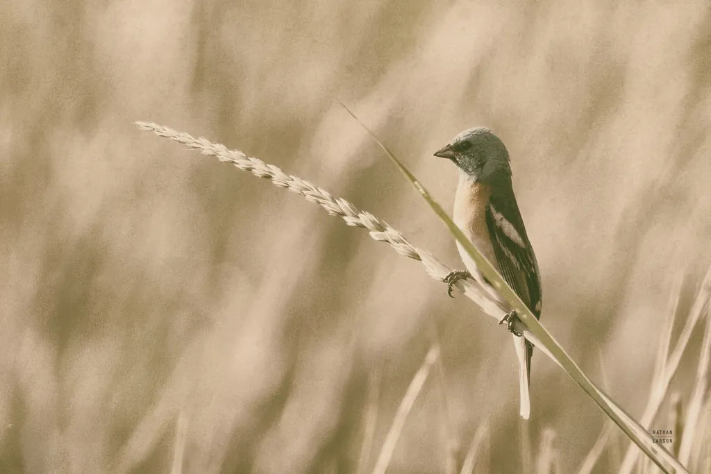 Lazuli Bunting by Nathan Larson. SKU 92574i. Archival Giclee Fine art print for wall decor.