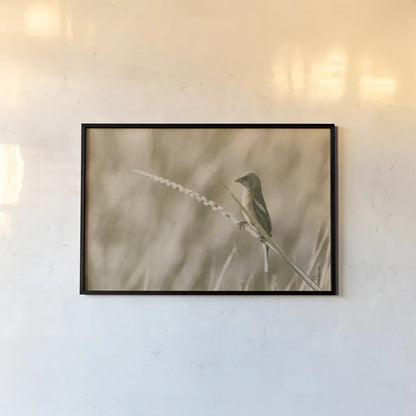 Lazuli Bunting by Nathan Larson. shown as a paper print in a black flame. Available as a archival giclee rolled canvas, fine art paper, or poster print. SKU 92574i.