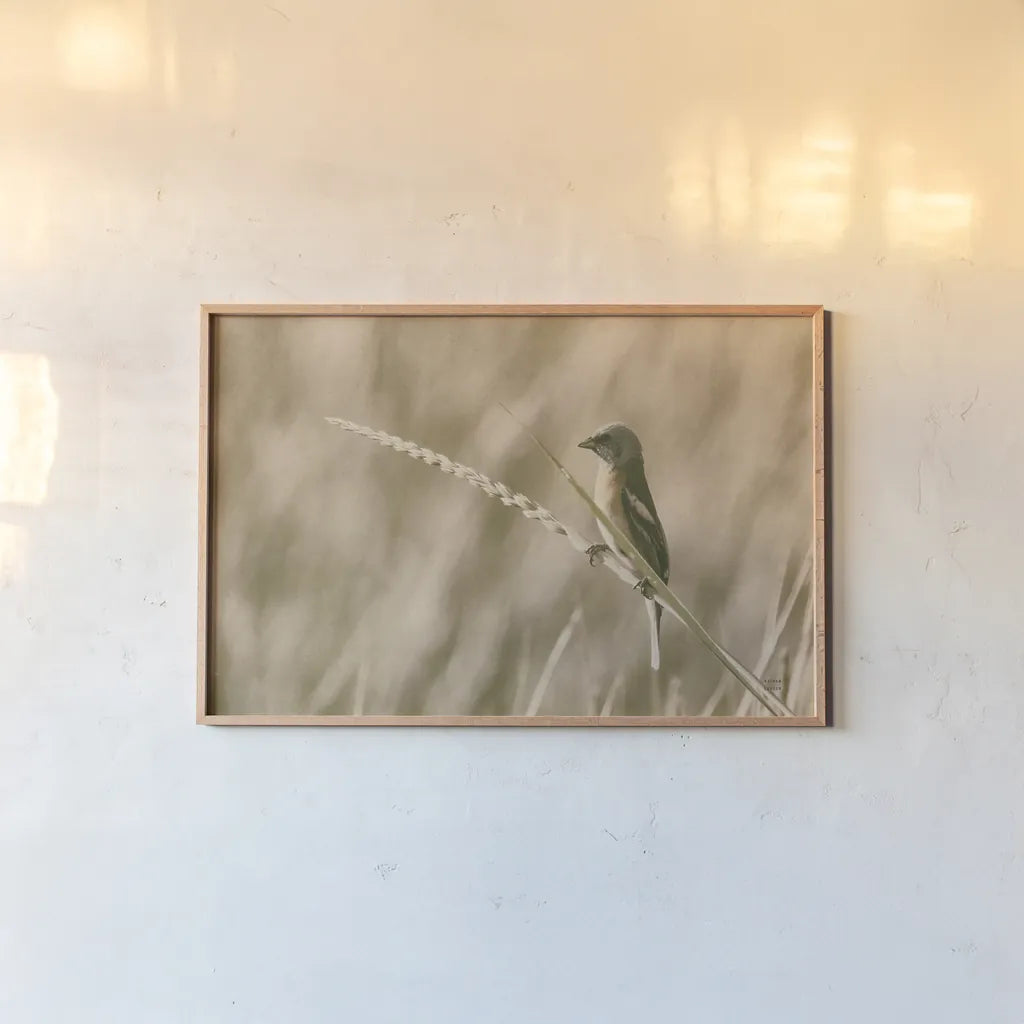 Lazuli Bunting by Nathan Larson. shown as a paper print in a natural frame. Available as a archival giclee rolled canvas, fine art paper, or poster print. SKU 92574i.