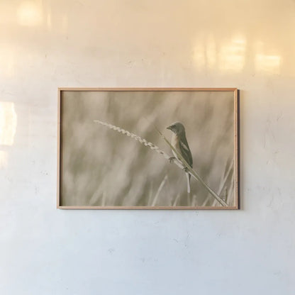 Lazuli Bunting by Nathan Larson. shown as a paper print in a natural frame. Available as a archival giclee rolled canvas, fine art paper, or poster print. SKU 92574i.