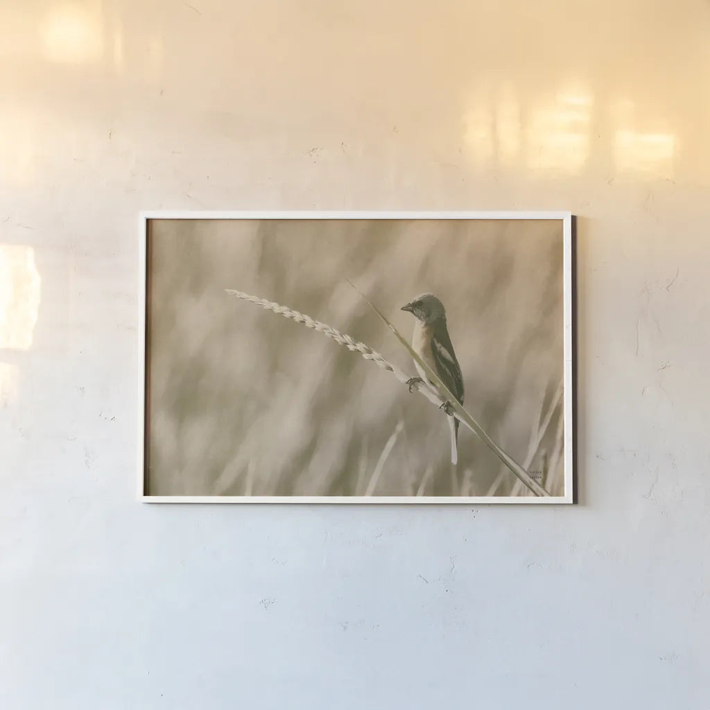 Lazuli Bunting by Nathan Larson. shown as a paper print in a white frame. Available as a archival giclee rolled canvas, fine art paper, or poster print. SKU 92574i.