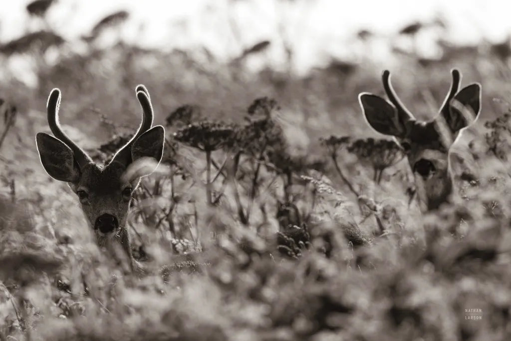 Lighthouse Keepers by Nathan Larson. SKU 89460i. Archival Giclee Fine art print for wall decor.